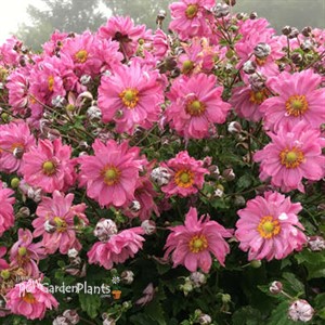 Anemone FALL IN LOVE 'Sweetly' PPAF 