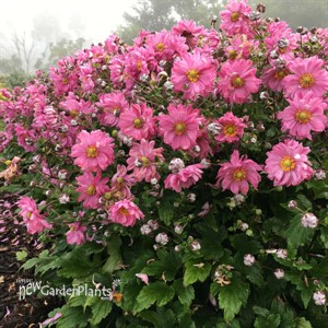 Anemone FALL IN LOVE 'Sweetly' PPAF 