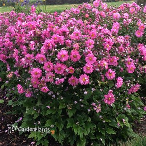 Anemone FALL IN LOVE 'Sweetly' PPAF 