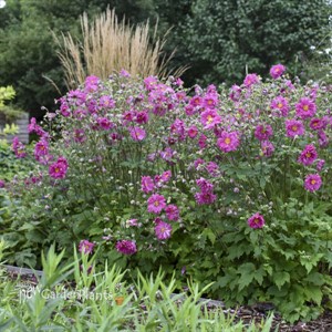 Anemone FALL IN LOVE 'Sweetly' PPAF 