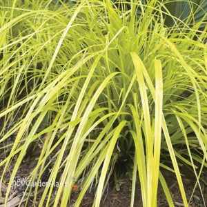 Carex o. 'Everillo' PP21002