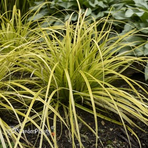 Carex o. 'Everillo' PP21002