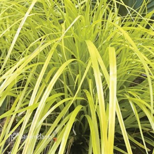 Carex o. 'Everillo' PP21002