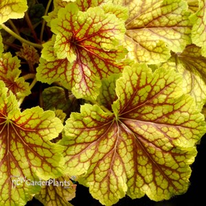 Heuchera ‘Red Lightning’