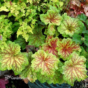 Heuchera ‘Red Lightning’