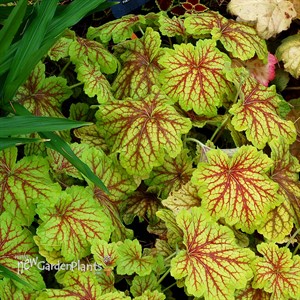 Heuchera ‘Red Lightning’
