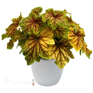 Heuchera ‘Red Lightning’