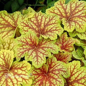 Heuchera ‘Red Lightning’