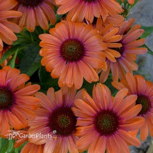 'Orange You Awesome' Coneflower