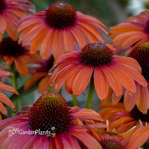 'Orange You Awesome' Coneflower