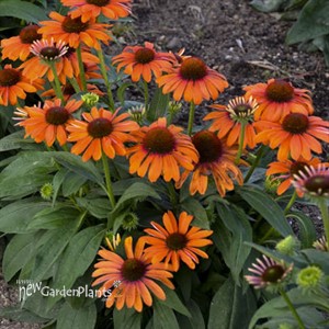 'Orange You Awesome' Coneflower