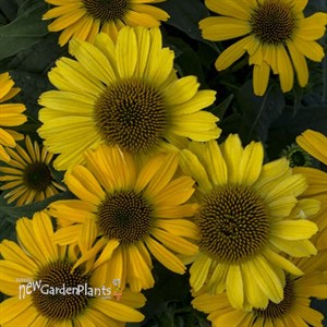 'Yellow My Darling' Coneflower