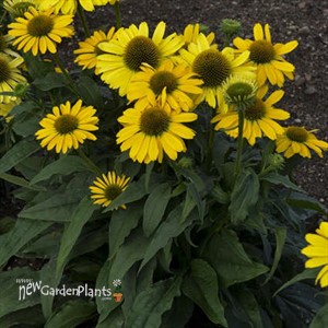 'Yellow My Darling' Coneflower