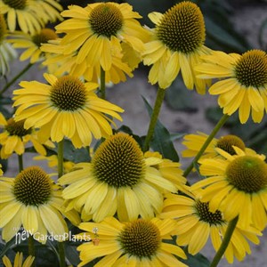 'Yellow My Darling' Coneflower