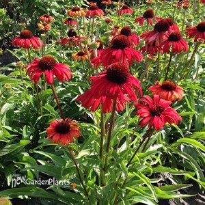 Echinacea Butterfly Postman