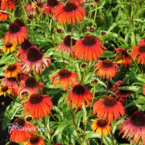 Echinacea Butterfly Postman