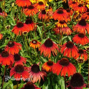 Echinacea Butterfly Postman