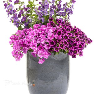 'Blackcurrant Punch'