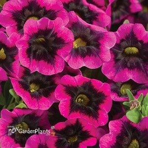 'Blackcurrant Punch'