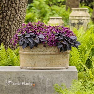 'Blackcurrant Punch'