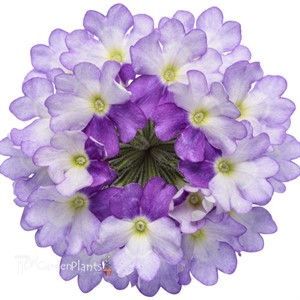 Superbena Sparkling® Amethyst  Verbena hybrid