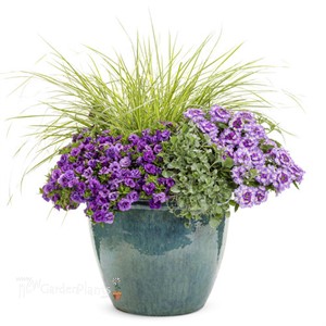 Superbena Sparkling® Amethyst  Verbena hybrid