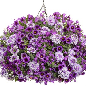 Superbena Sparkling® Amethyst  Verbena hybrid