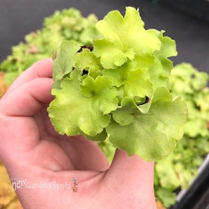 Heuchera ‘Lemon Supreme’