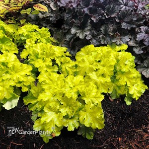 Heuchera ‘Lemon Supreme’