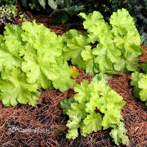 Heuchera ‘Lemon Supreme’
