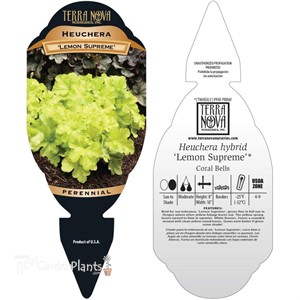 Heuchera ‘Lemon Supreme’