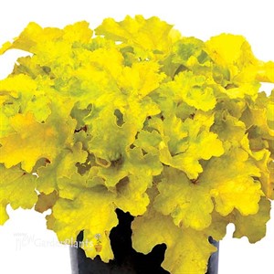 Heuchera ‘Lemon Supreme’