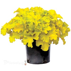 Heuchera ‘Lemon Supreme’