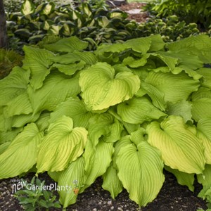 Hosta 'Dancing Queen'