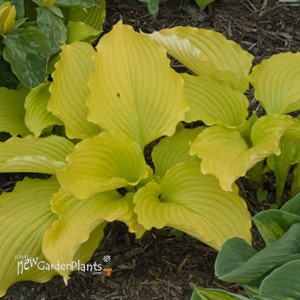 Hosta 'Dancing Queen'