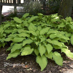 Hosta 'First Dance' PPAF
