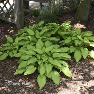Hosta 'First Dance' PPAF