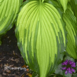 Hosta 'First Dance' PPAF