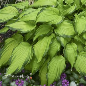 Hosta 'First Dance' PPAF
