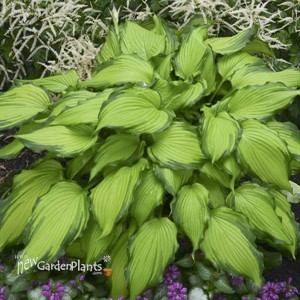 Hosta 'First Dance' PPAF