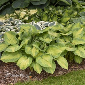 Hosta 'Brother Stefan'
