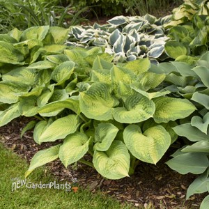 Hosta 'Brother Stefan'
