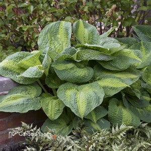Hosta 'Brother Stefan'