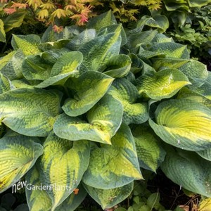 Hosta 'Brother Stefan'