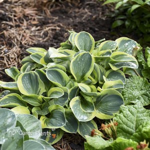 Hosta 'Mighty Mouse'