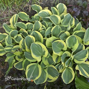 Hosta 'Mighty Mouse'