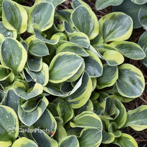 Hosta 'Mighty Mouse'