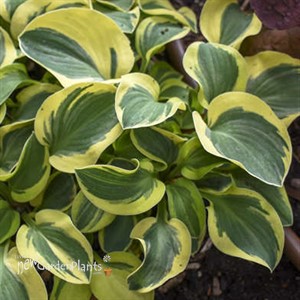 Hosta 'Mighty Mouse'