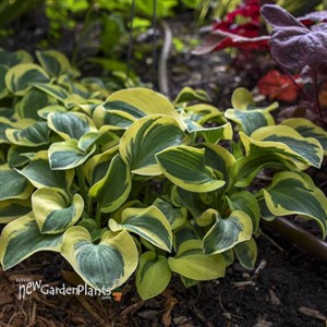 Hosta 'Mighty Mouse'