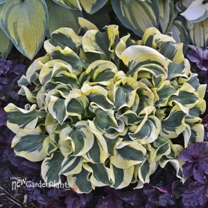 Hosta 'Mini Skirt' PP26743
